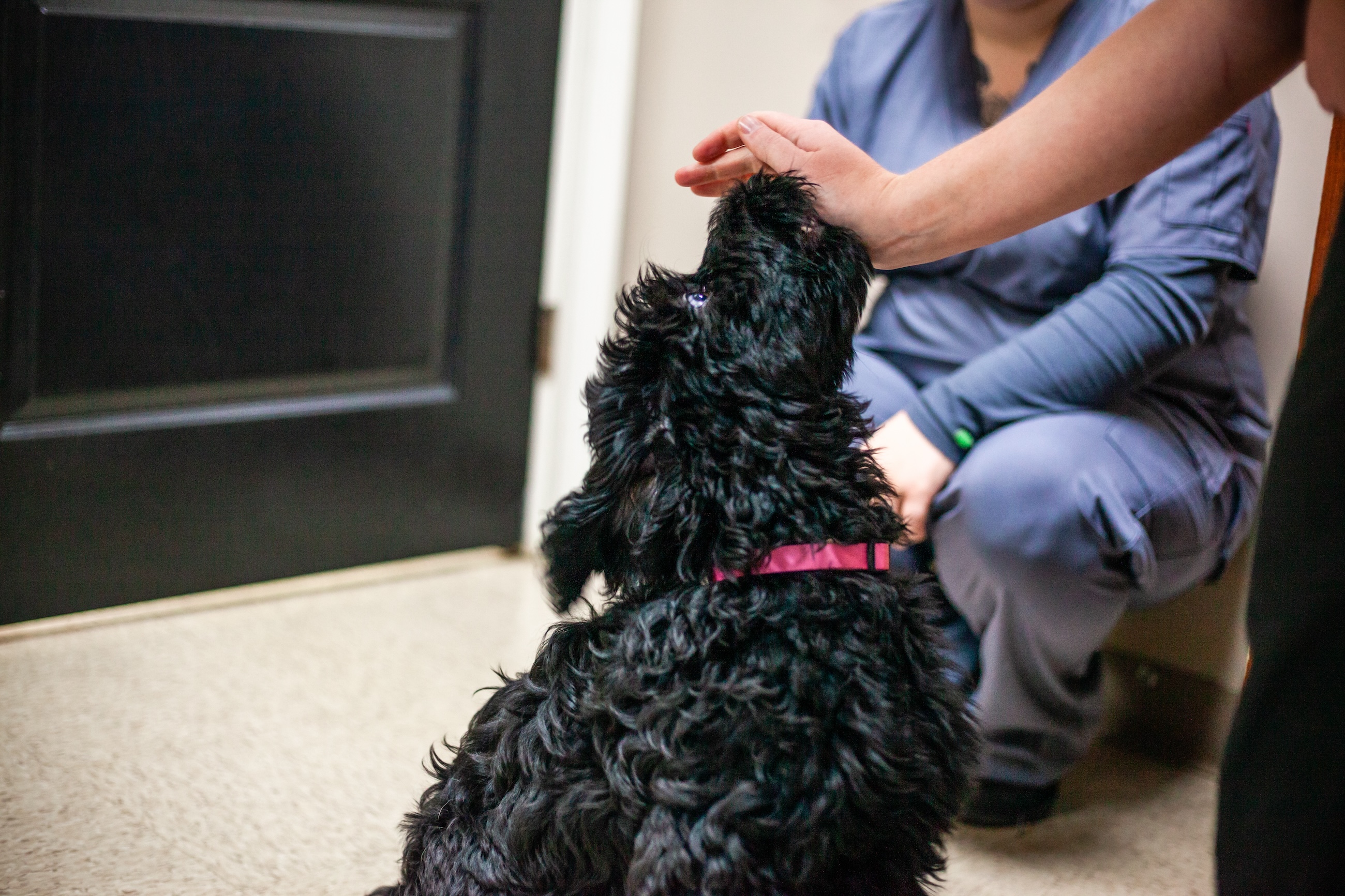 new patient getting treats
