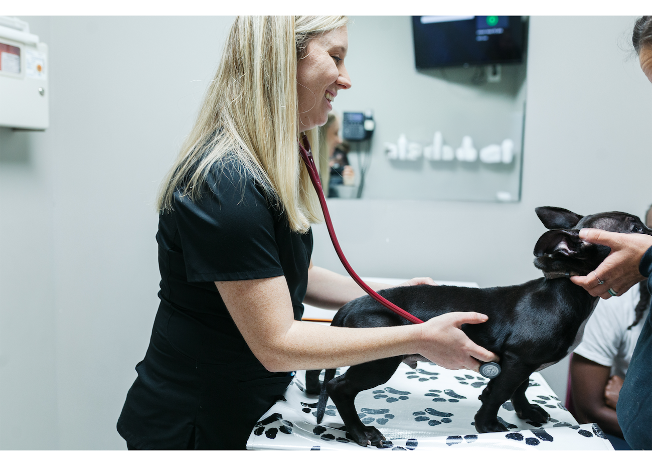 dog exam mebane