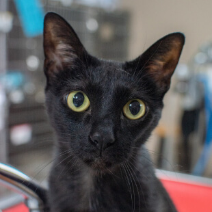 Cat Services in Mebane