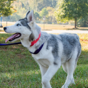 Dog Services in Mebane