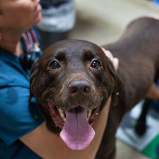 Primary Pet Care in Mebane