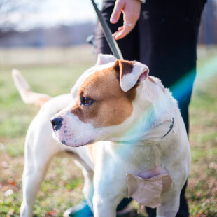 Urgent Pet Care in Mebane