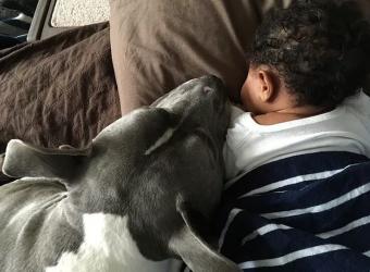 Introducing Pets to New Babies