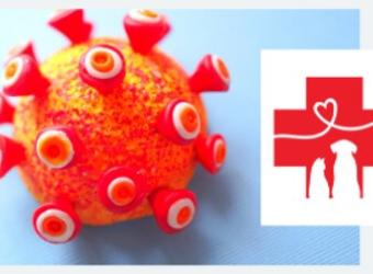 Updated Coronavirus Protocols (June 2020)