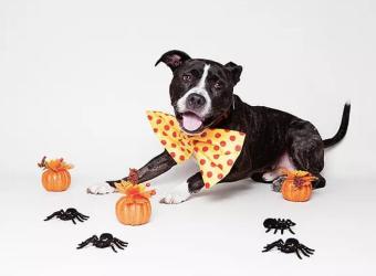 Halloween Safety Tips