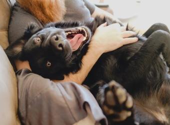 Daily Tips to Increase Your Pet’s Health