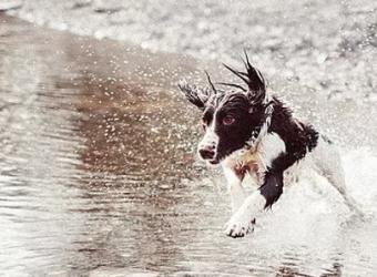 Southern Summers & Pet Exercise