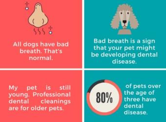 Myths and Facts: Pet Dental Health
