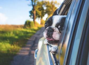 Traveling with Pets